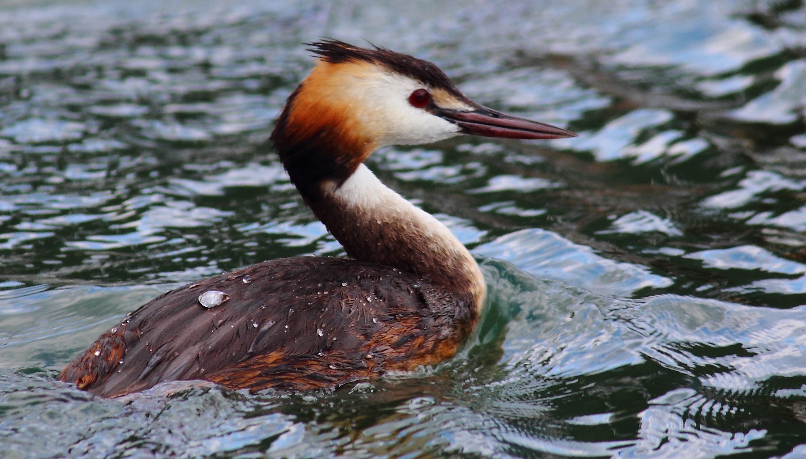 Les hivernants du Lac de Montbel